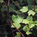Ribes petraeum